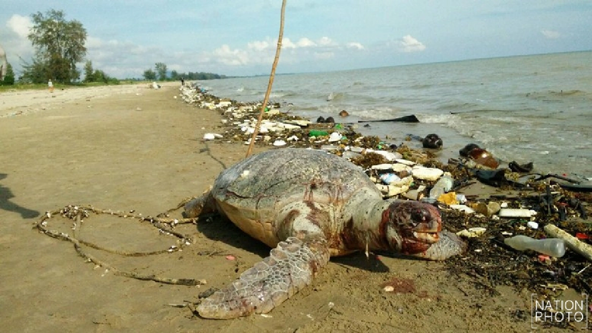 ใบพัดเรือฟัน'เต่าตนุ'ตายเกยหาดไชยา ใบพัดเรือฟัน'เต่าตนุ'ตายเกยหาดไชยา