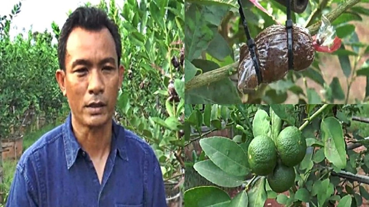 เกษตรกรโคราชตอนกิ่งมะนาวแป้นแจกฟรี