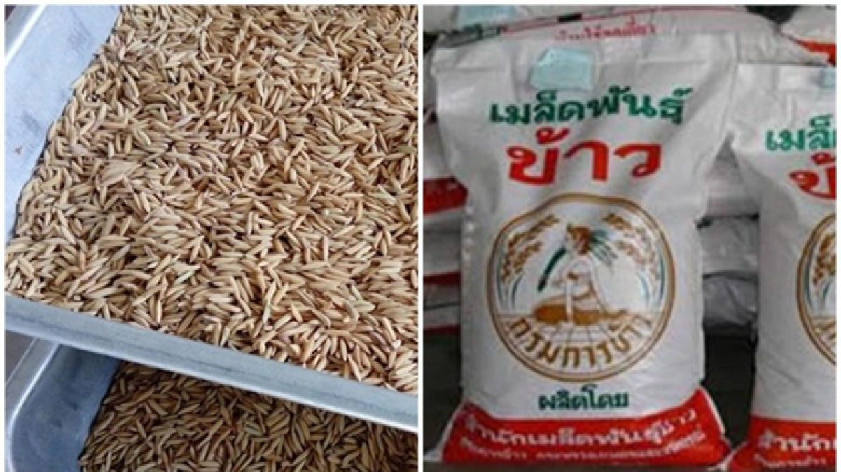 ทรงห่วงข้าวพื้นเมืองสูญพันธุ์! กรมข้าวเร่งสืบสาน!