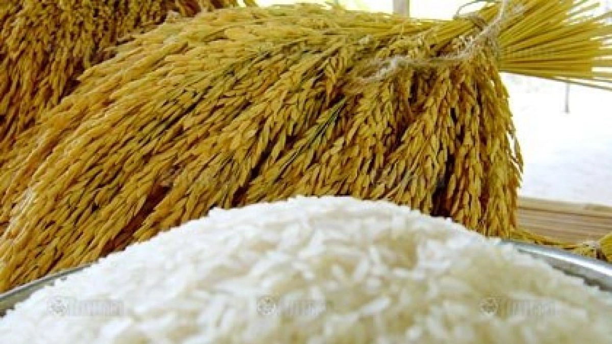 ใคร?จะรักษาเอกลักษณ์“ข้าวหอมมะลิไทย” (1)