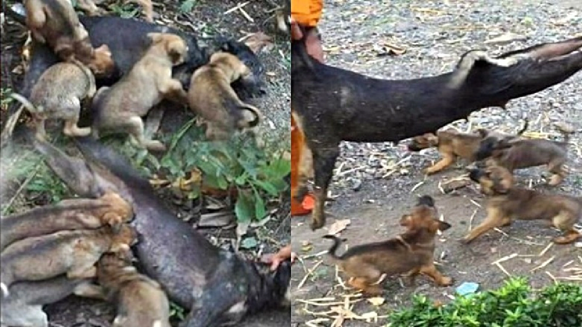 ไม่รู้ว่าตาย!ลูกสุนัขดูดนมแม่ในร่างไร้วิญญาณ