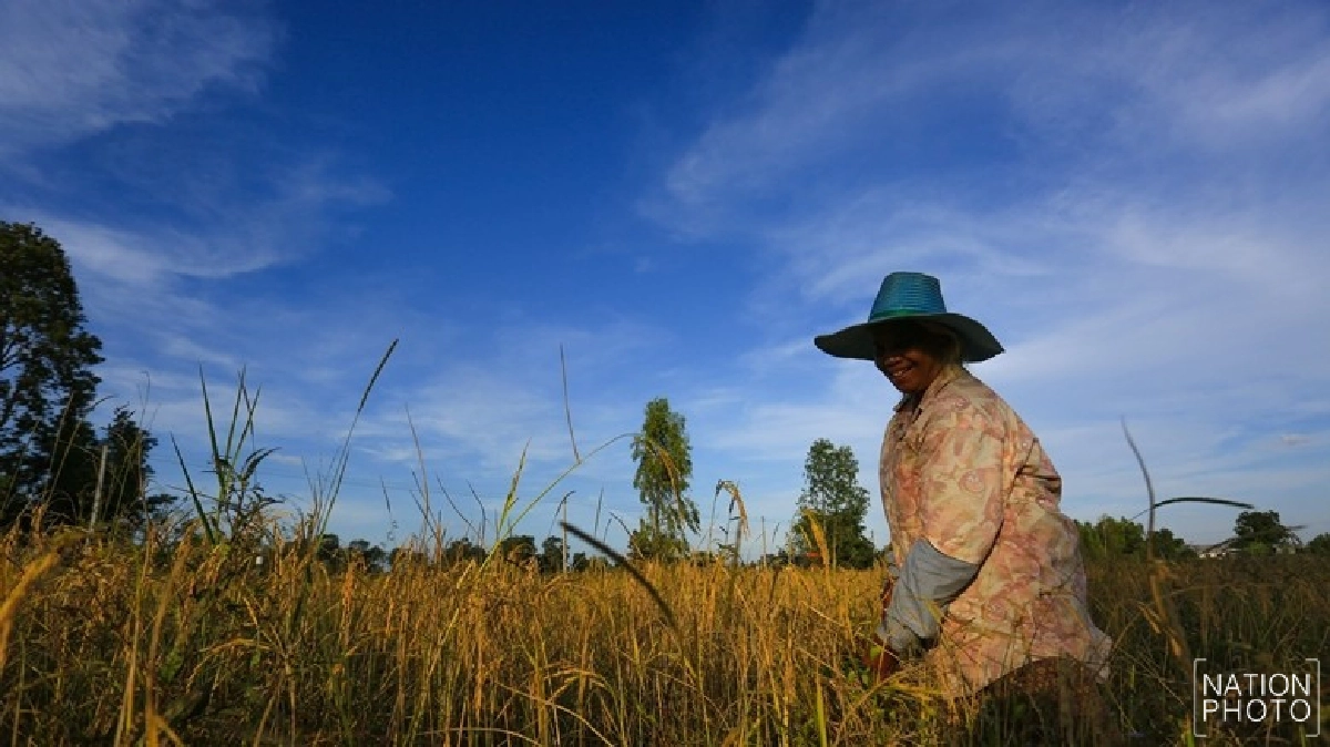 ชาวนาการเมืองในมุมมองต่างชาติ