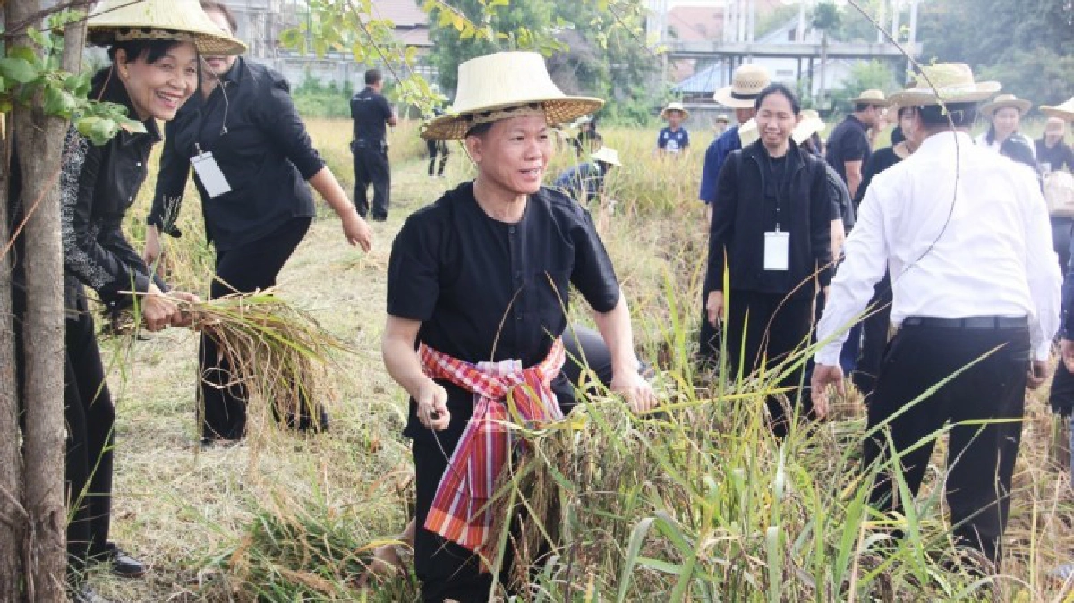 วธ.ลงแขกเกี่ยวข้าวเรียนรู้ศก.พอเพียง