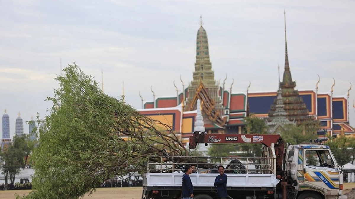 กทม.จับมือจิตอาสาปลูกต้นมะขาม 38 ต้นรอบสนามหลวง 