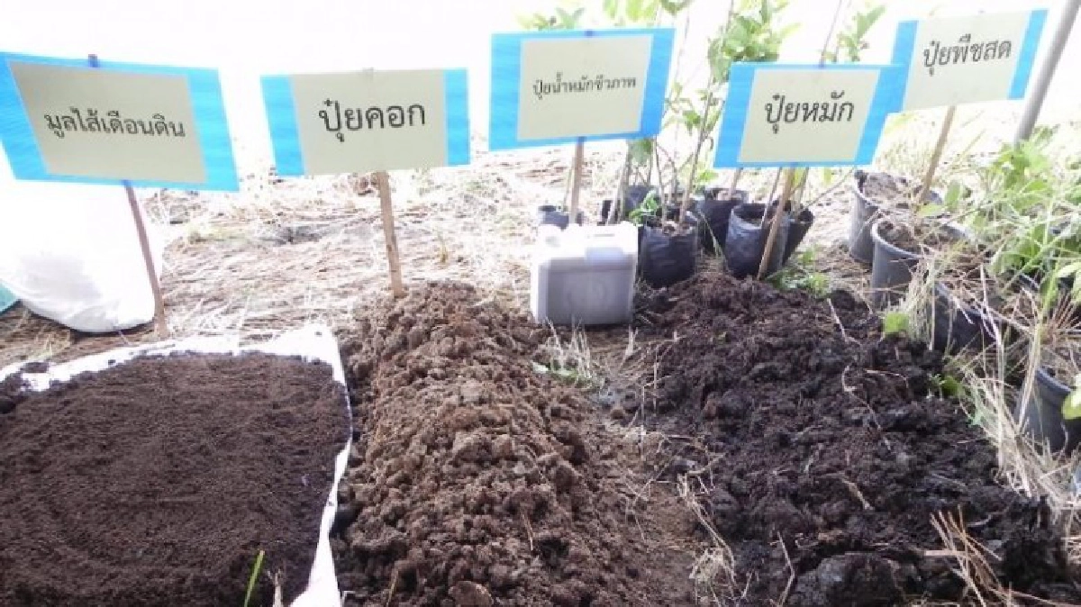 ถกกันเรื่องใช้ปุ๋ย ตอน3 ถกกันเรื่องใช้ปุ๋ย ตอน3