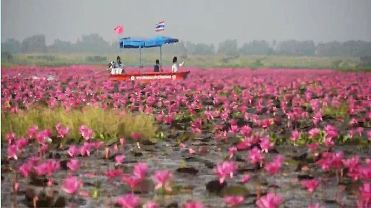 นทท.แห่เที่ยวชมความงาม“ทะเลบัวแดง”นับแสนดอก(ชมคลิป)