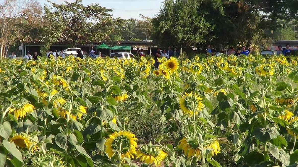 “ทุ่งทานตะวัน”บานสะพรั่งริมขอบอ่างเก็บน้ำหนองค้อ “ทุ่งทานตะวัน”บานสะพรั่งริมขอบอ่างเก็บน้ำหนองค้อ