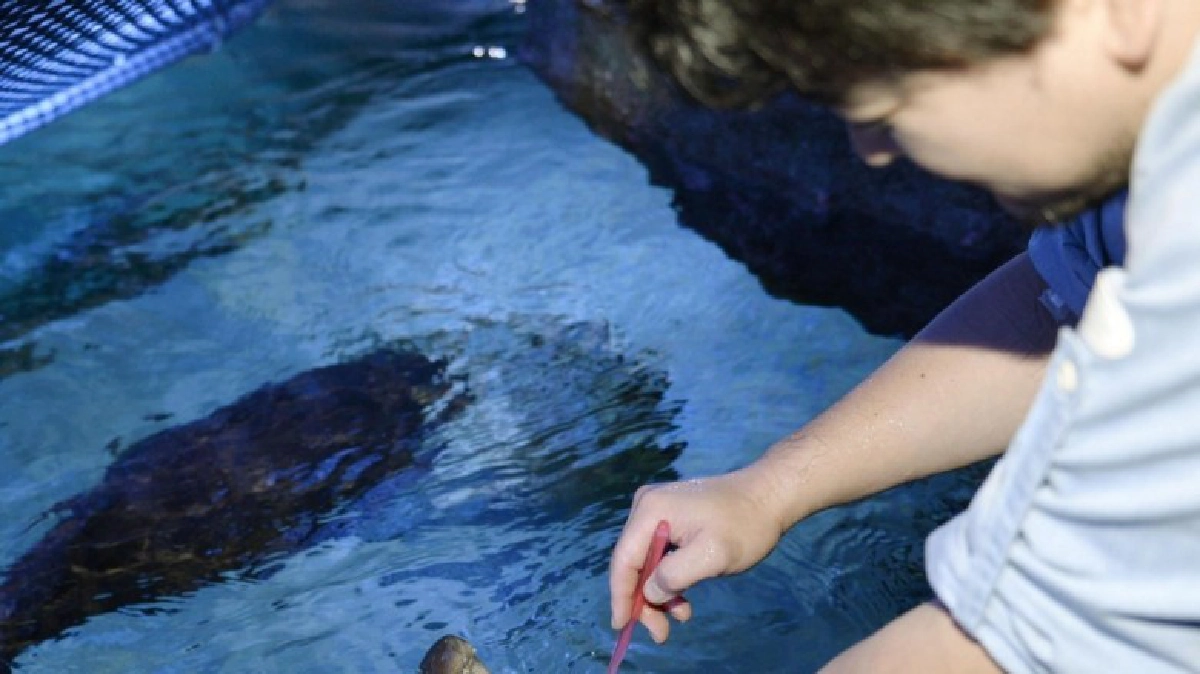 ปลาเก๋าสุขอนามัยชอบแปรงฟัน