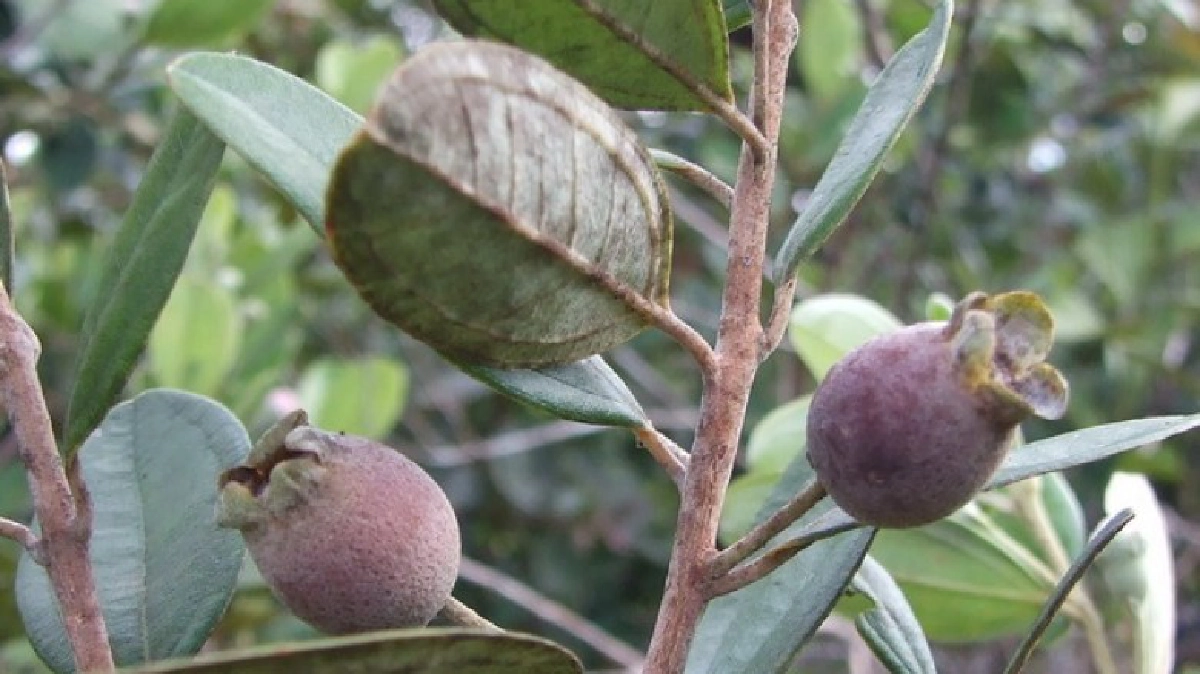 "โท๊ะ”แก้ตับอักเสบ "โท๊ะ”แก้ตับอักเสบ