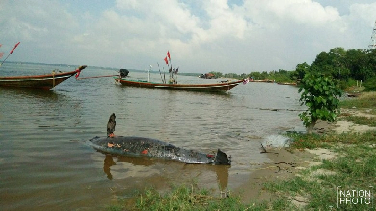 พบซาก'โลมาอิรวดี'ลอยทะเลไชยา พบซาก'โลมาอิรวดี'ลอยทะเลไชยา