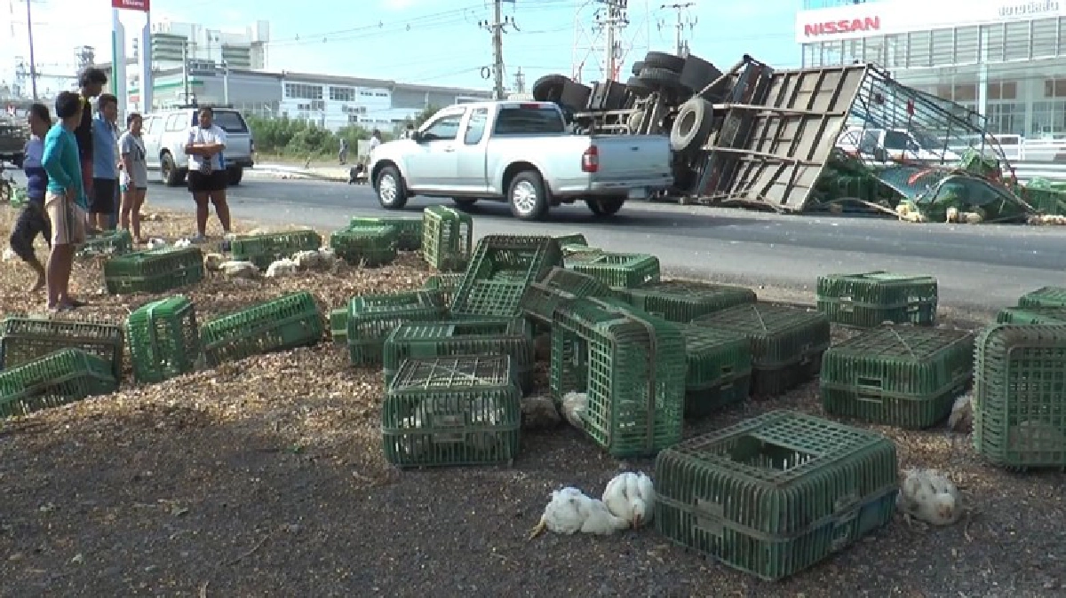 สิบล้อเมาซิ่งรถพลิกคว่ำ เทกระจาดไก่กว่า 3 พันตัวกลางถนน