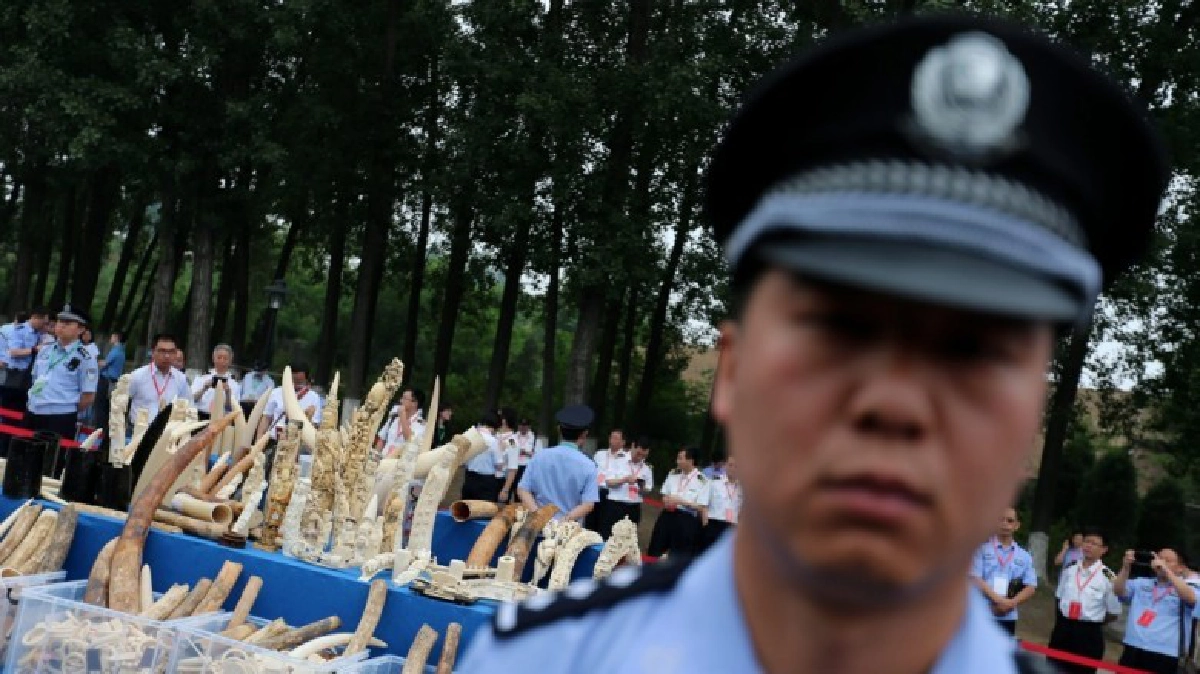 รัฐบาลจีนเอาจริงห้ามค้างาช้างตั้งแต่ปี 60 รัฐบาลจีนเอาจริงห้ามค้างาช้างตั้งแต่ปี 60