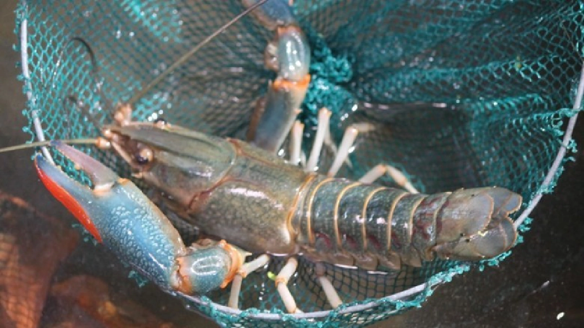 "กุ้งก้ามแดง"เลี้ยงได้! ลงทะเบียนใน60วัน! "กุ้งก้ามแดง"เลี้ยงได้! ลงทะเบียนใน60วัน!
