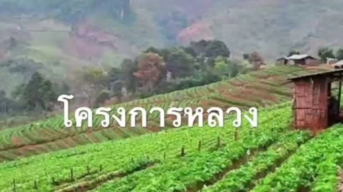 เสริมแกร่งสินค้าเกษตร“โครงการหลวง” เสริมแกร่งสินค้าเกษตร“โครงการหลวง”