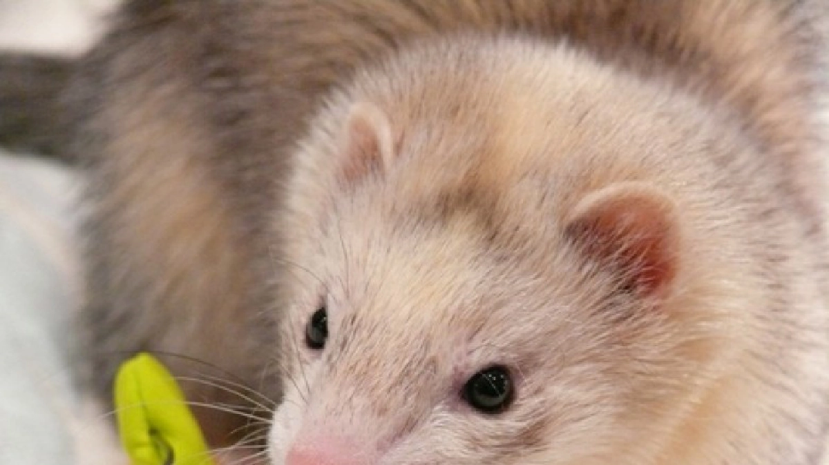  รู้จัก"เฟอร์เร็ท”...ฉันไม่ใช่แมว!