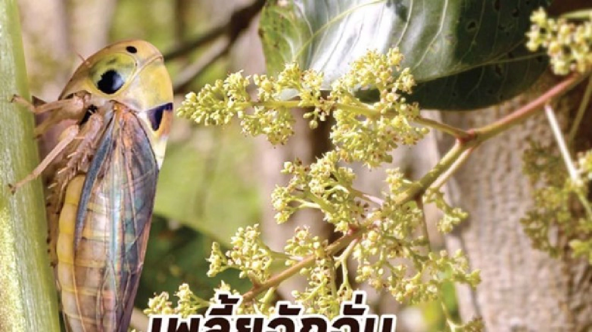 "เพลี้ยจักจั่น"รุมกินโต๊ะช่อมะม่วง! "เพลี้ยจักจั่น"รุมกินโต๊ะช่อมะม่วง!
