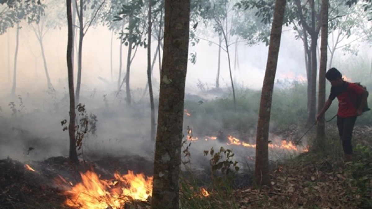 แนะ!ชาวยางเหนือ-อีสานรับมือไฟไหม้!