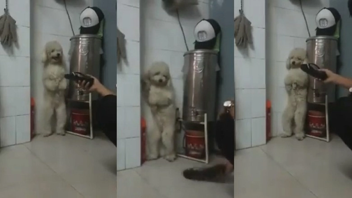 น้องหมาถูกทำโทษยืน2ขาตัวลีบพิงผนัง!!