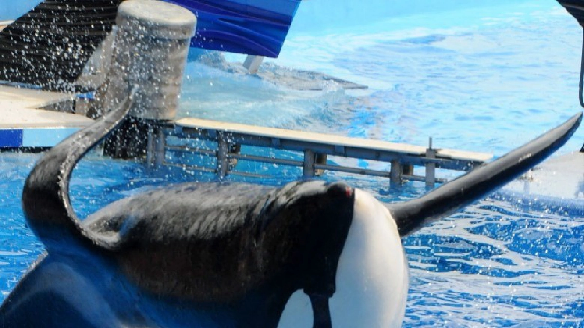  วาฬเพชฆาตชื่อดังของโลกสิ้นลมแล้ว