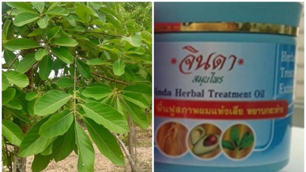 ปั้นทรีทเม้นท์“ใบหมี่-อโวคาโด้” ปั้นทรีทเม้นท์“ใบหมี่-อโวคาโด้”