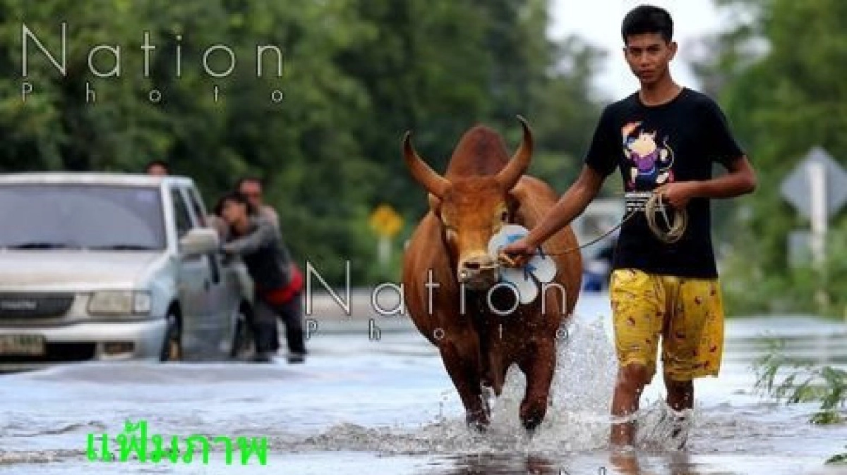น้ำท่วมพ่นพิษ!ตรังขาดแคลนหญ้าเลี้ยงสัตว์ น้ำท่วมพ่นพิษ!ตรังขาดแคลนหญ้าเลี้ยงสัตว์