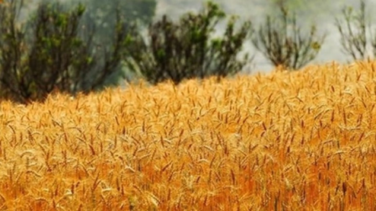 ปลูก“ข้าวสาลี”หลังนาบนที่สูง!