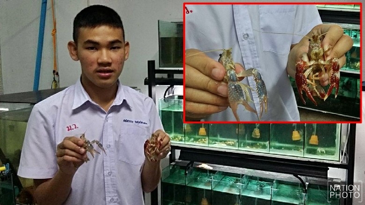 เด็กโคราชเพาะกุ้งสวยงามขายสร้างรายได้! เด็กโคราชเพาะกุ้งสวยงามขายสร้างรายได้!