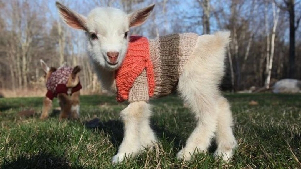 น่ารักอ่ะ!!ปุกปุยใส่ชุดกันหนาว น่ารักอ่ะ!!ปุกปุยใส่ชุดกันหนาว