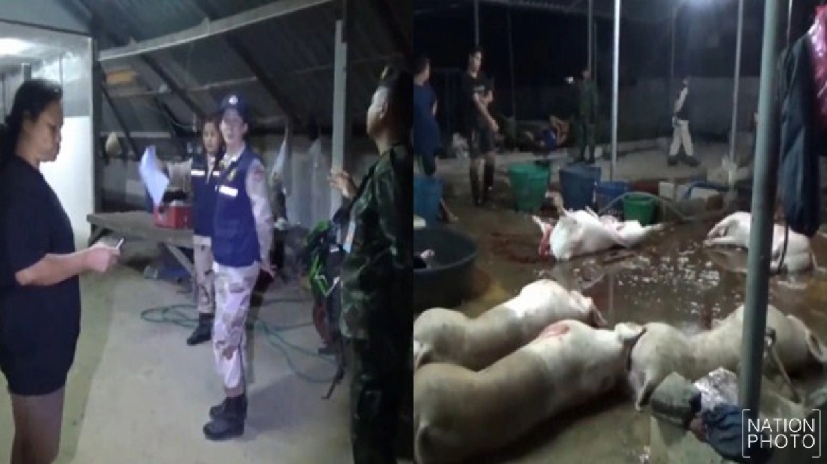 ทนเสียงโหยหวนไม่ไหว ร้องทหารจับ'โรงฆ่าหมูเถื่อน' ทนเสียงโหยหวนไม่ไหว ร้องทหารจับ'โรงฆ่าหมูเถื่อน'