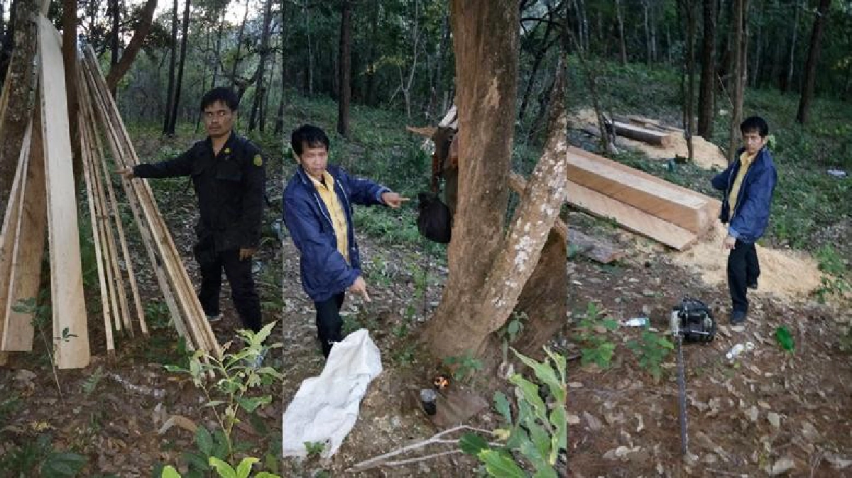 “มอดไม้”เหิมวางเรือใบป่าไม้ “มอดไม้”เหิมวางเรือใบป่าไม้