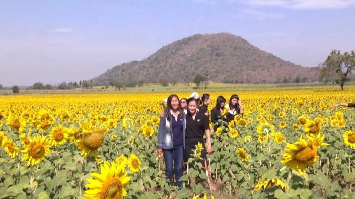 อ.บ้านหมี่เปิดเที่ยว“ทุ่งทานตะวัน”บานที่ชอนม่วง อ.บ้านหมี่เปิดเที่ยว“ทุ่งทานตะวัน”บานที่ชอนม่วง