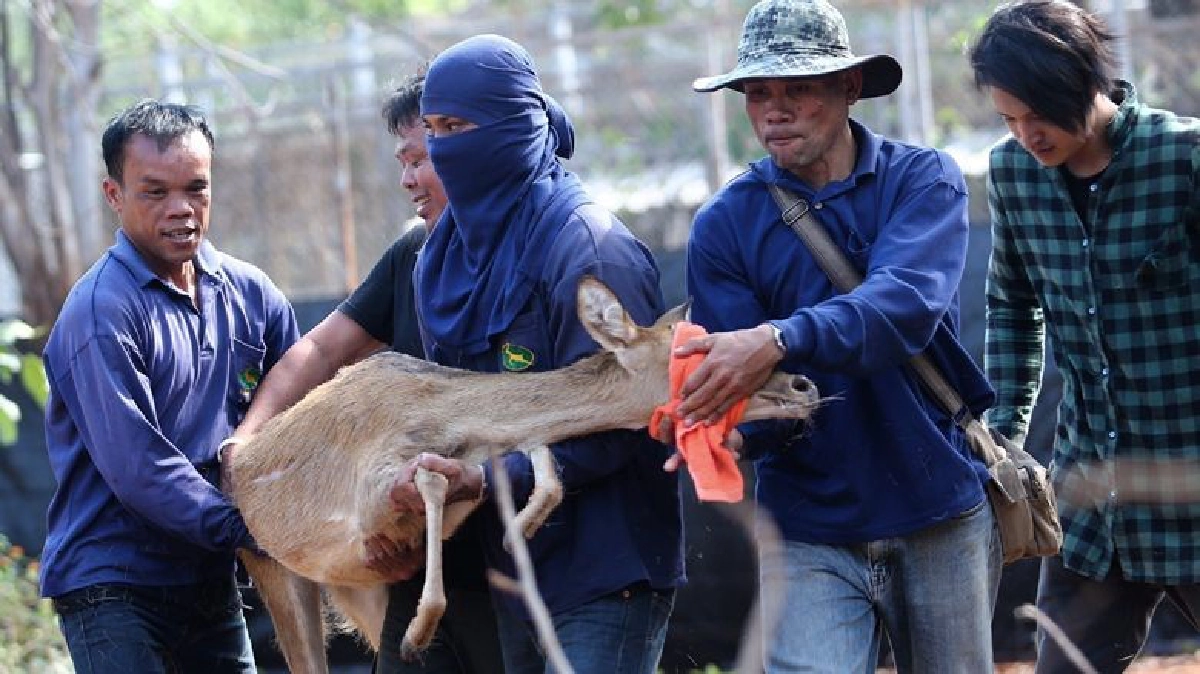ขนย้ายสัตว์ป่าของกลางวัดป่าหลวงตาบัว ขนย้ายสัตว์ป่าของกลางวัดป่าหลวงตาบัว