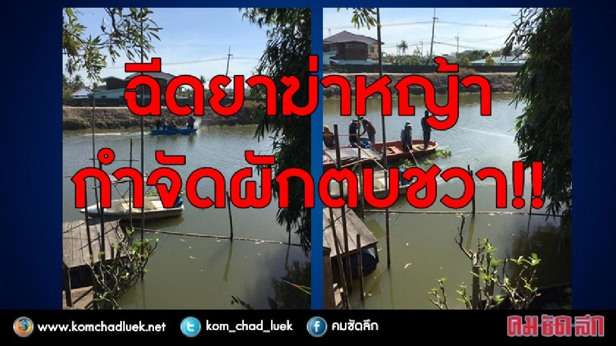 “นิวัติ กองเพียร” โวย จนท.ฉีดยาฆ่าหญ้าลงคลอง กำจัดผักตบ “นิวัติ กองเพียร” โวย จนท.ฉีดยาฆ่าหญ้าลงคลอง กำจัดผักตบ