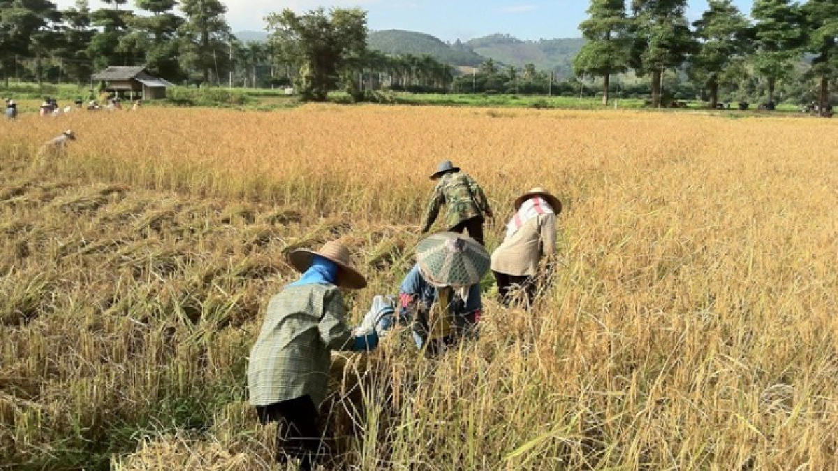 แก้ปัญหาข้าว!ด้วย"เศรษฐกิจพอเพียง" 