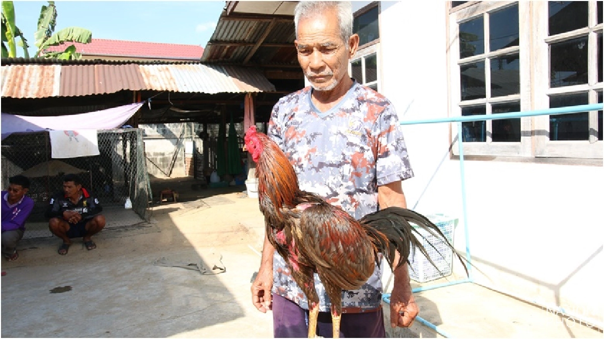 ปรับสภาพไก่ชน สู้อากาศแปรปรวน ปรับสภาพไก่ชน สู้อากาศแปรปรวน