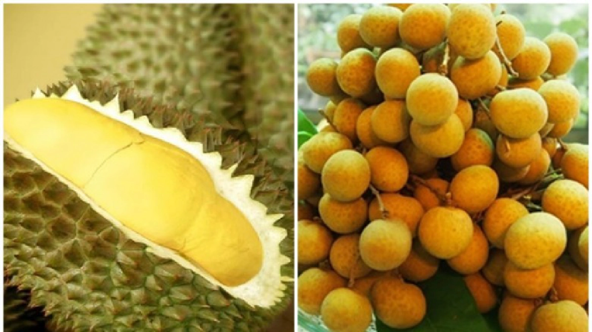 "ทุเรียน-ลำไย"ปรับลด!10-20บาท! "ทุเรียน-ลำไย"ปรับลด!10-20บาท!