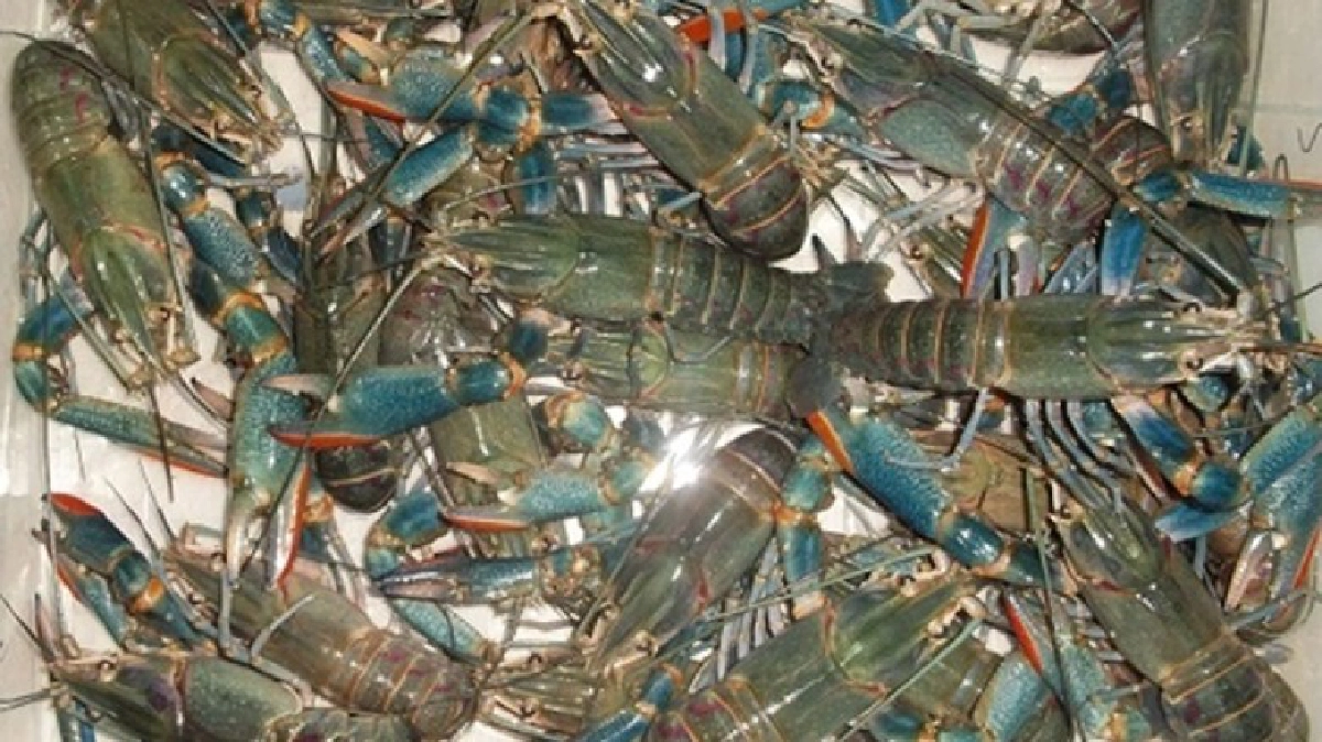 เลี้ยง"กุ้งก้ามแดง"ต้องลงทะเบียน! เลี้ยง"กุ้งก้ามแดง"ต้องลงทะเบียน!