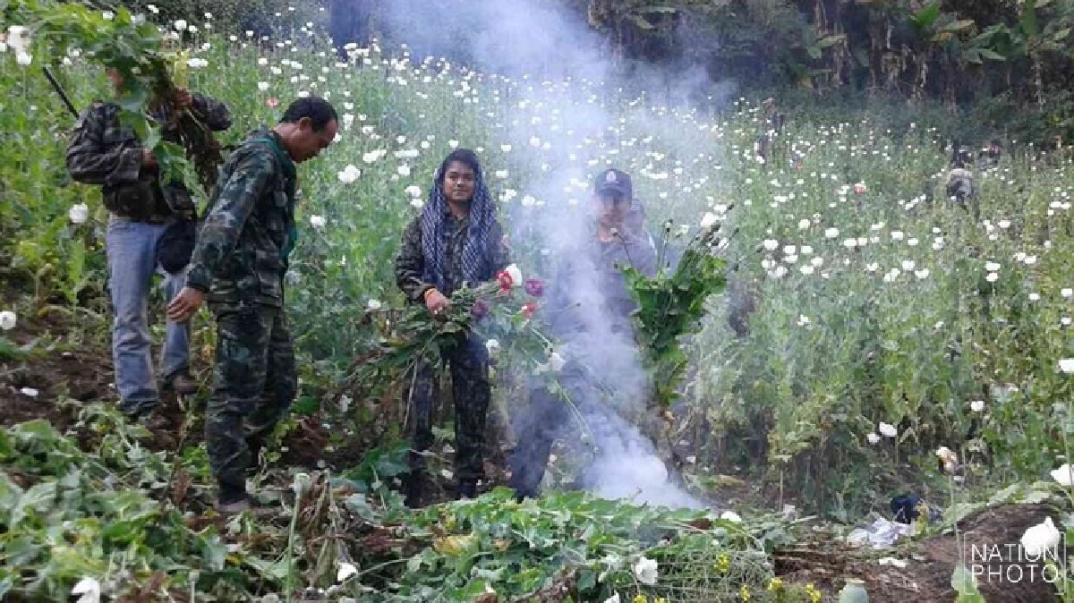 สนธิกำลังทำลาย'ฝิ่น'ปลูกแนวชายแดน สนธิกำลังทำลาย'ฝิ่น'ปลูกแนวชายแดน
