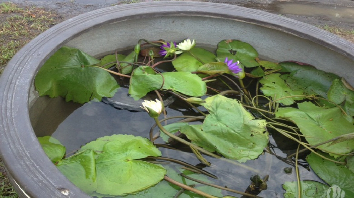 "บัว"แล้งน้ำ "บัว"แล้งน้ำ