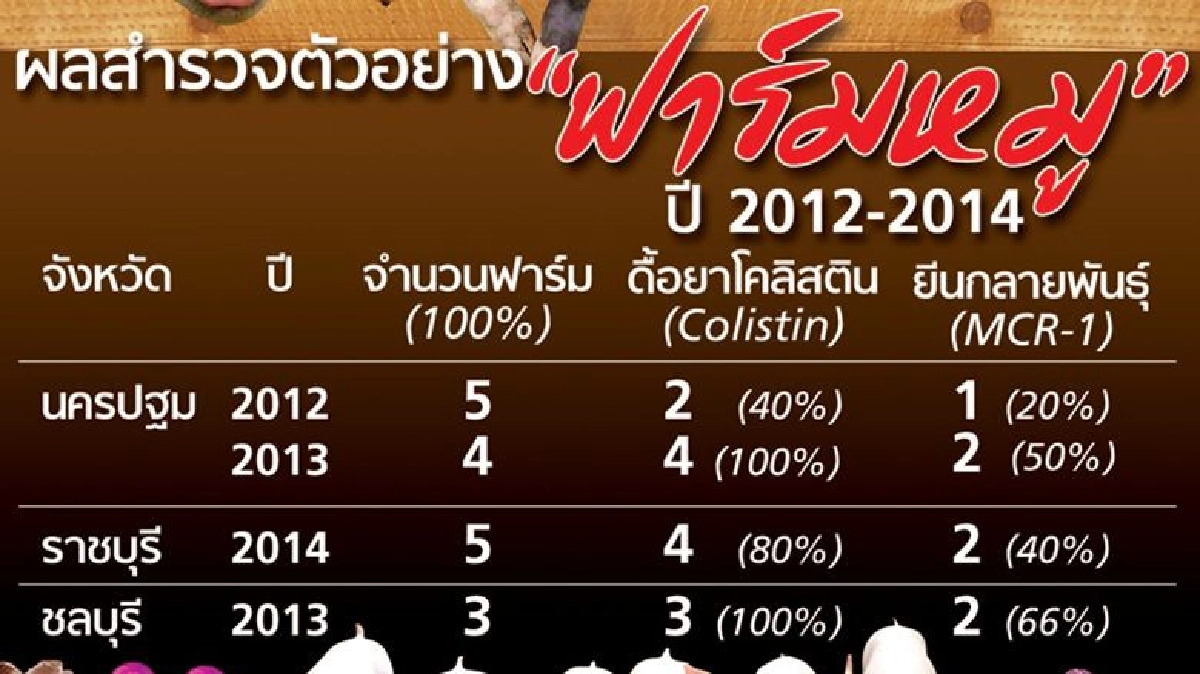 จุฬาฯพบหมู 3 จว.มียีนดื้อยา จุฬาฯพบหมู 3 จว.มียีนดื้อยา