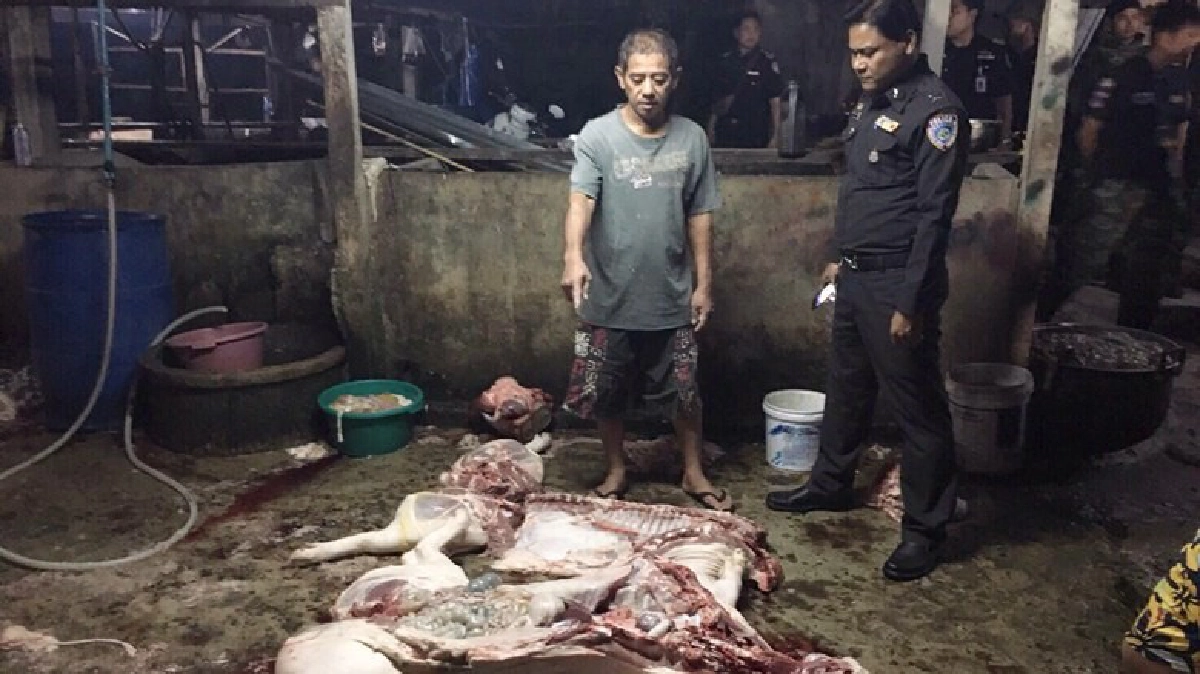 ปคบ.ลุยจับโรงเชือดหมูเถื่อน ปคบ.ลุยจับโรงเชือดหมูเถื่อน