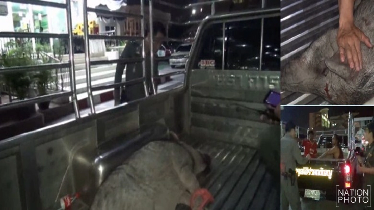 กู้ภัยพา'หมูป่า'ขึ้นโรงพัก ตามหาเจ้าของ