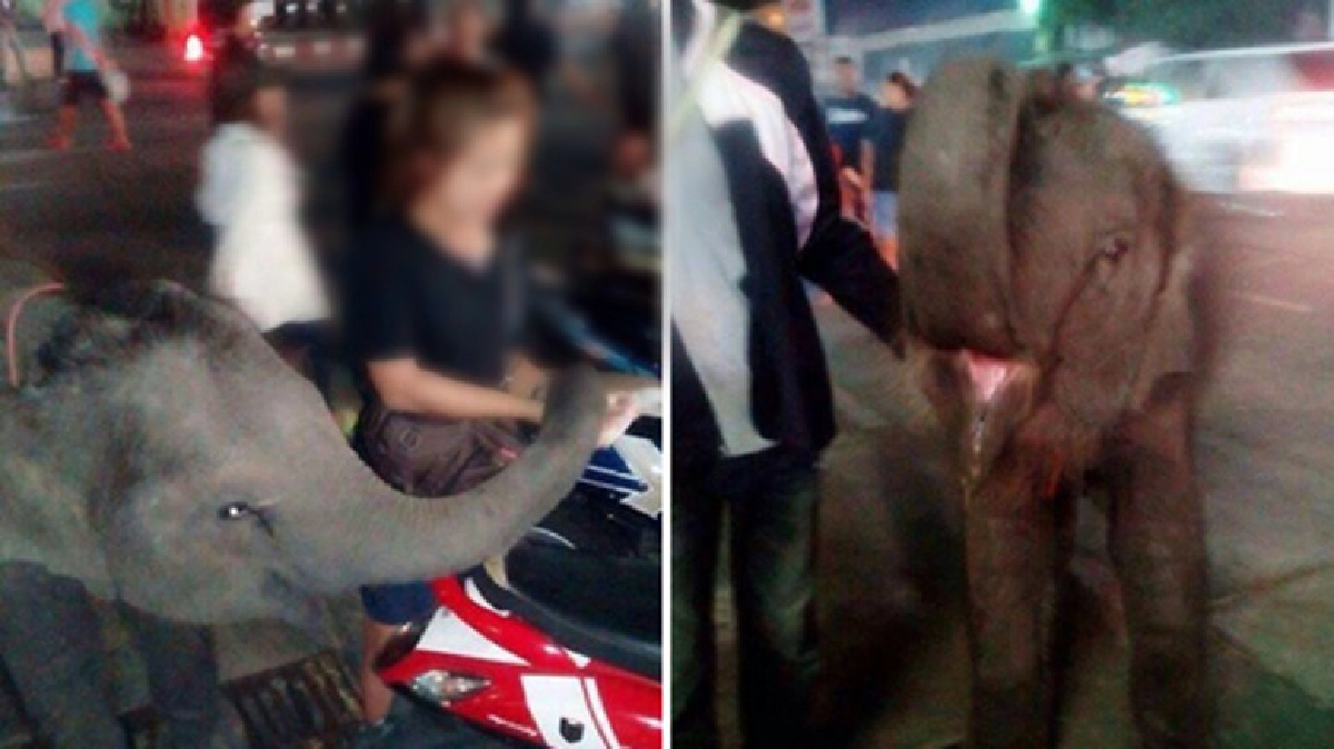 แชร์ว่อน!ควาญนำลูกช้างเดินเร่หน้างานกาชาดเข้าข่ายทรมานสัตว์ แชร์ว่อน!ควาญนำลูกช้างเดินเร่หน้างานกาชาดเข้าข่ายทรมานสัตว์