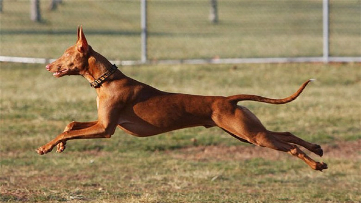 ฟาโรห์ ฮาวนด์ ...ลมกรดแห่งกรีกโบราณ ฟาโรห์ ฮาวนด์ ...ลมกรดแห่งกรีกโบราณ