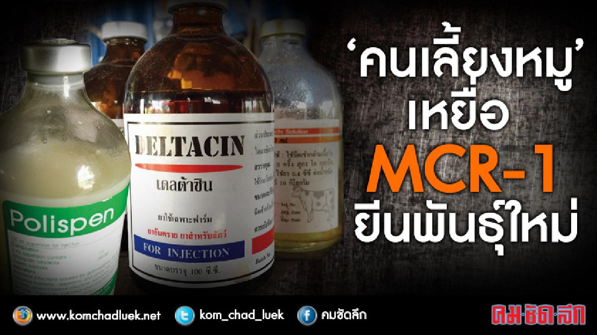 “คนเลี้ยงหมู” เหยื่อ MCR-1 ยีนพันธุ์ใหม่ “คนเลี้ยงหมู” เหยื่อ MCR-1 ยีนพันธุ์ใหม่