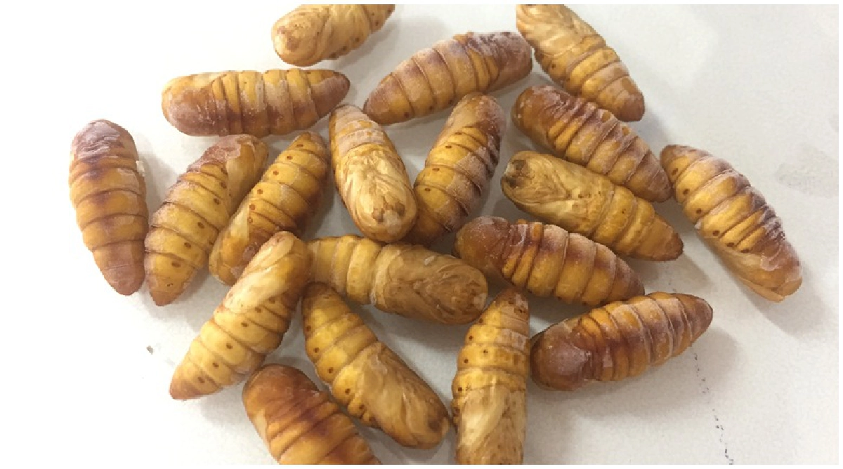 "ดักแด้ไหม"ต้าน"มะเร็งเต้านม"ได้ "ดักแด้ไหม"ต้าน"มะเร็งเต้านม"ได้