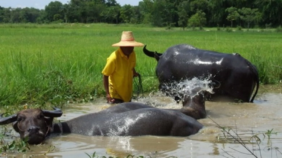 "ควายไทย”วูบเหลือ7แสนตัว!