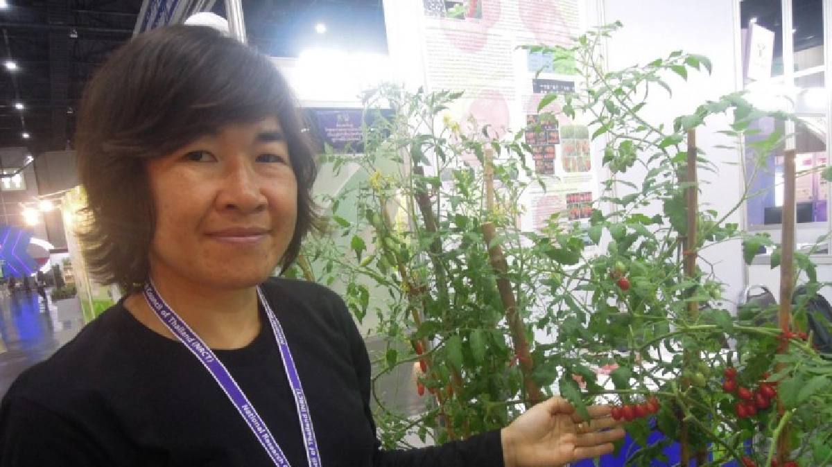 “จีที5”มะเขือเทศสายพันธุ์ใหม่ ต้านไวรัสใบหยิกเหลืองทำลาย