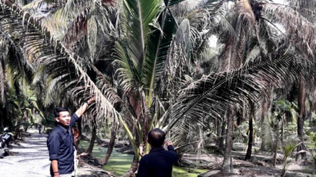 เกษตรสมุทรสาคร"แจ้งเตือนหนอนมะพร้าวระบาด-ทำลายใบ"