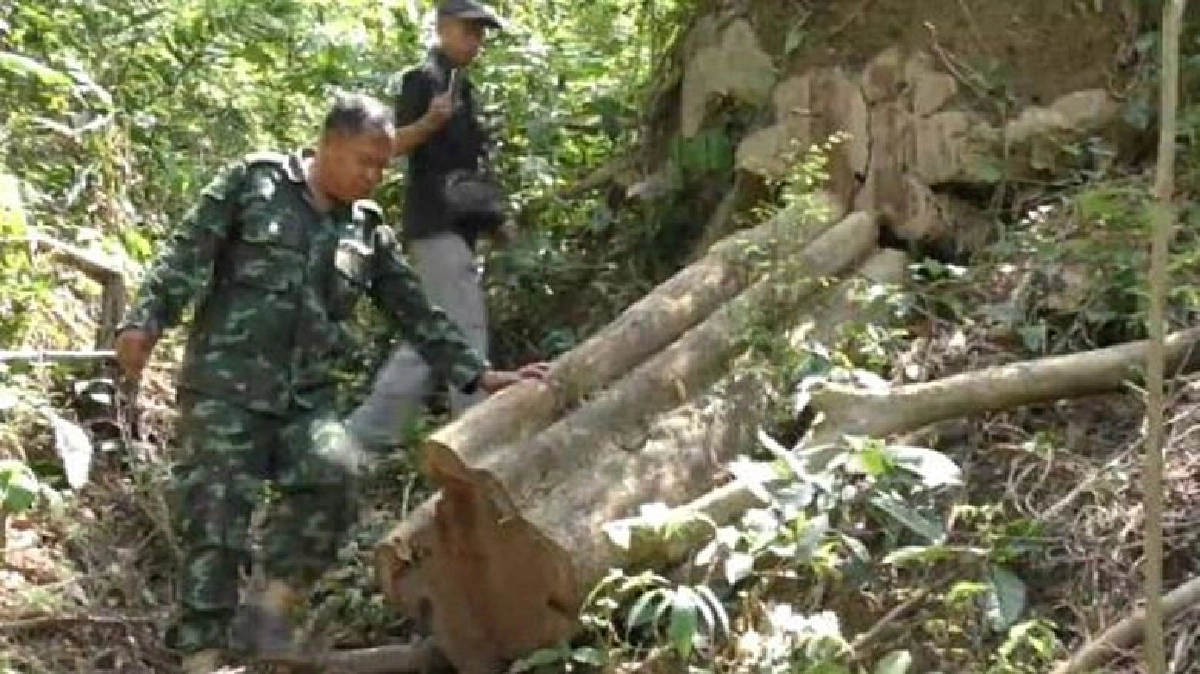 พบลักลอบตัด“ไม้พะยูง”อุทยานฯเขาปู่-เขาย่า พบลักลอบตัด“ไม้พะยูง”อุทยานฯเขาปู่-เขาย่า
